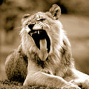 Lion Roar Poster