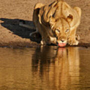 Lioness Drinking Poster