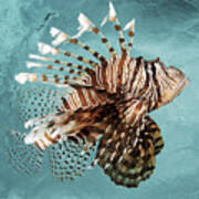 Lionfish In Blue Ocean Iii Poster