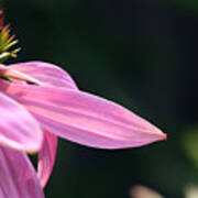 Lips On A Purple Coneflower Poster
