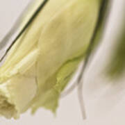 Lisianthus Bud Poster