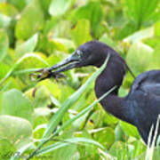 Little Blue Heron Catches A Frog Poster
