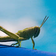 Little Grasshopper Poster