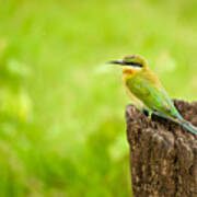 Little Green Bee-eater Poster