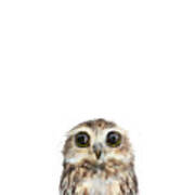Little Owl Poster