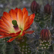 Little Red Claret Cup Flower Poster