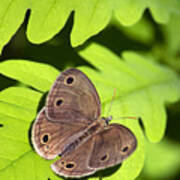Little Wood Satyr Butterfly Poster