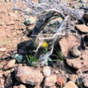 Little Yellow Flower In The Wild Poster