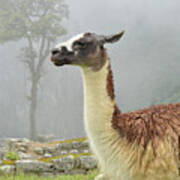 Llama. Machu Picchu Poster