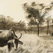 Lone Cow Grazing Poster