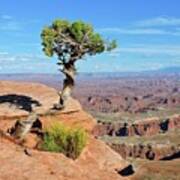 Lone Juniper Poster