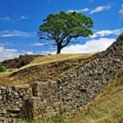 Lone Moorland Tree In Yorkshire Dales Poster