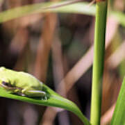 Lone Tree Frog Poster