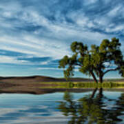 Lone Tree Pond Reflection Poster