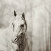 Lone White Wild Horse Poster