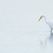 Lonely Egret Poster