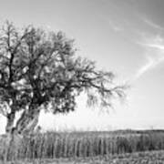 Lonely Olive Tree In The Field Poster