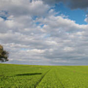 Lonely Olive Tree In A Green Field  And  Moving Clouds Poster