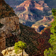 Lonely Tree At Grand Canyon Poster