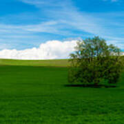 Lonely Tree - Palouse Poster