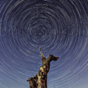 Lonely Tree Under Star Trails Poster