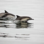 Long Beaked Common Dolphin With Calf Poster