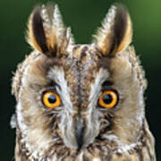 Long Eared Owl 1 Poster