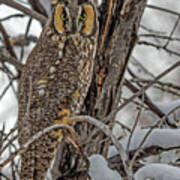 Long Eared Owl In Snow Poster