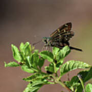 Long Tailed Skipper Poster