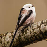 Long-tailed Tit On The Oak Branch Poster