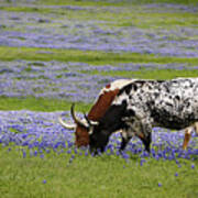 Longhorns Series No. 6 Poster