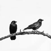 Looking Right Two Black Crows On White Square Poster