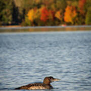 Loon Chick Poster