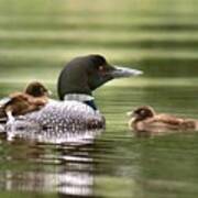 Loon Family In Sunlight Poster