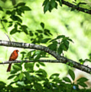 Lord Redbird And The Bokeh Poster