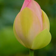 Lotus Blossom Poster