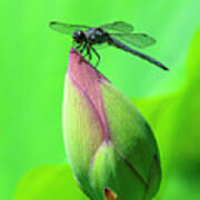 Lotus Bud And Slaty Skimmer Dragonfly Dl0105 Poster