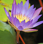 Lotus Flower Poster