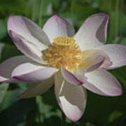 Lotus Flower In Bloom Poster