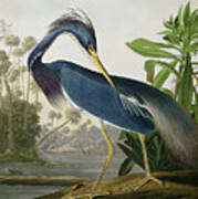 Louisiana Heron Poster