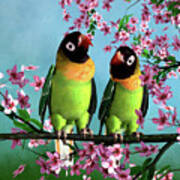 Love Birds Poster