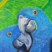 Hyacinth Macaw Poster