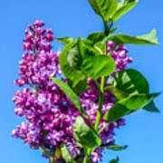 Lovely Lilacs Poster