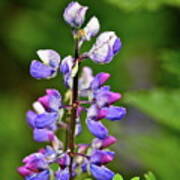 Lovely Lupine Poster