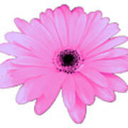 Lovely Pink Daisy Flower Gift By Delynn Addams Poster