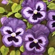 Lovely Purple Pansy Faces Poster