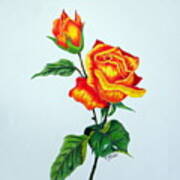 Lovely Rose Poster