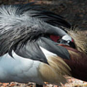 Lowry Park Zoo Bird Poster