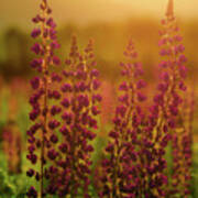 Lupines At Dawn Poster