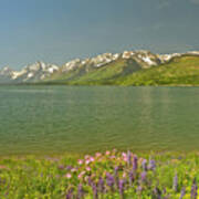 Lupines In The Tetons Poster